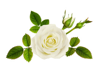 White rose flower, buds and green leaves in a floral arrangement isolated