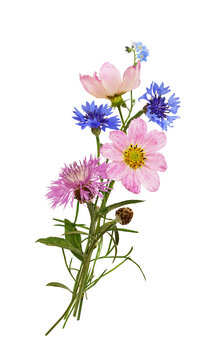 Pink and blue garden flowers in a small cuntry bouquet isolated