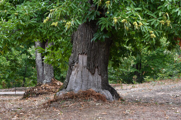 beautiful centuries-old chestnut forest with almost ripe hedgehogs just before harvesting in October in autumn. Greve in Chianti. Tuscany, Italy