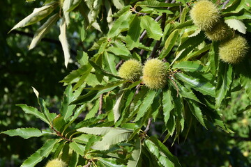 Almost ripe hedgehogs hanging from a chestnut branch just before harvest in October in the fall. Secular chestnut forest near Greve in Chianti. Italy