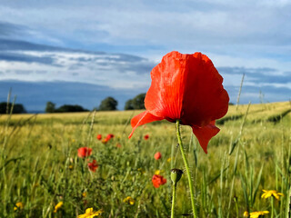 poppy on edge of wheatfield