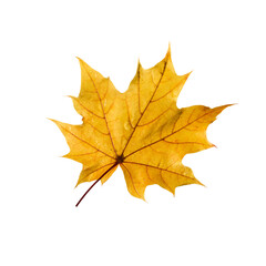 Autumn maple leaf isolated on white background