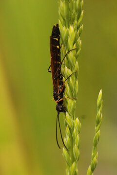 Vertical closeup on a no so common stem boring sawfly, Cephus niigrinus