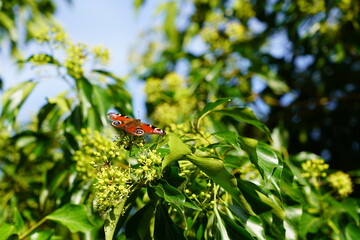 Schmetterling (Tagpfauenauge) bei der Nahrungsaufnahme auf einer Efeublüte in Heringsdorf auf...