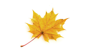 Autumn maple leaf isolated on white background