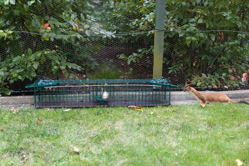 Marder vor einer Falle, Burgwedel, Niedersachsen, Deutschland