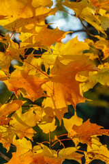 Fototapeta na wymiar Close-up of brightly colored fall leaves.