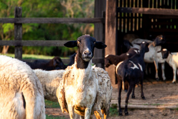 Obraz premium sheep and lamb on a farm in Brazil. With the pasture background and their house