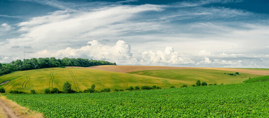 Green field with forest on the horizon. White clouds over the ground. Summer day, panorama