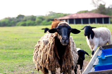 sheep and lamb on a farm in Brazil. With the pasture background and their house