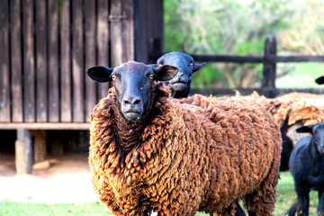 sheep and lamb on a farm in Brazil. With the pasture background and their house