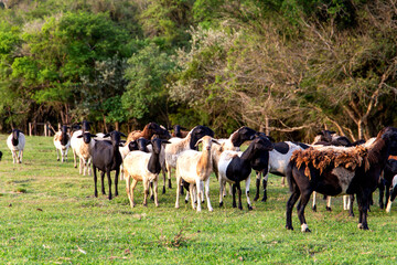sheep and lamb on a farm in Brazil. With the pasture background and their house