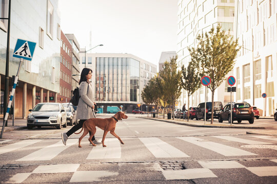 Young woman with backpack crossing road with dog in city
