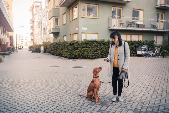 Woman giving obedience training to dog sitting on footpath