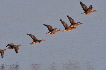 Blässgänse und Saatgänse im Herbst an der Ostsee