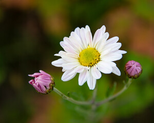 Beautiful white daisy chrysanthemum in autumn nature bright blooming