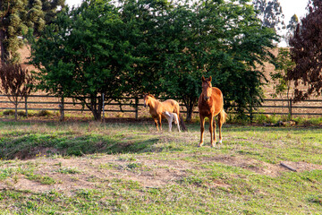 A beautiful brown mare and her foal in a farm pasture on a golden summer afternoon. with a beautiful mane