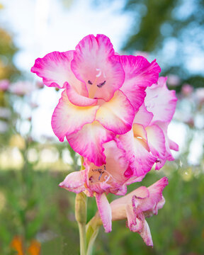 Beautiful pink gladiolus in nature bright blooming