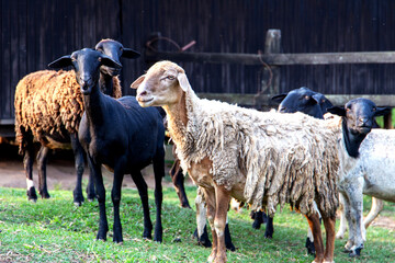 sheep and lamb on a farm in Brazil. With the pasture background and their house