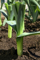 Fresh green leek growing in field on sunny day