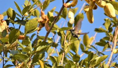 beija-flor no Cerrado