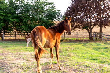 Naklejka na ściany i meble A beautiful brown mare in a pasture of a farm on a golden summer afternoon. with a beautiful mane