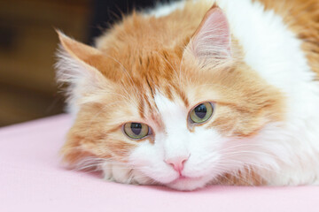 Portrait of thoughtful red beautiful cat