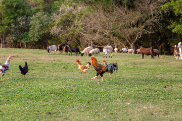 various animals on a beautiful farm. Golden autumn in the late afternoon. Rooster chickens, cow, sheep, in a pasture on a farm