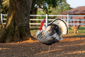 Beautiful turkey with a red head on a farm in Brazil.