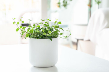 Kletterfeige Ficus Pumila