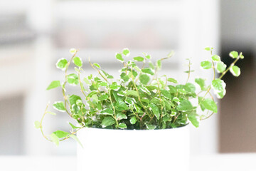 Kletterfeige Ficus Pumila