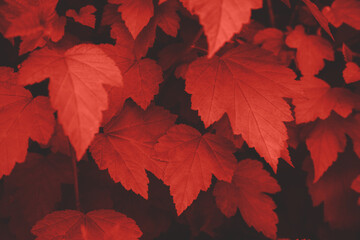 Background of bright red leaves on the wall. Front view
