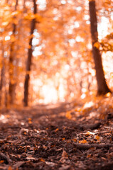 defocused autumn background in the forest