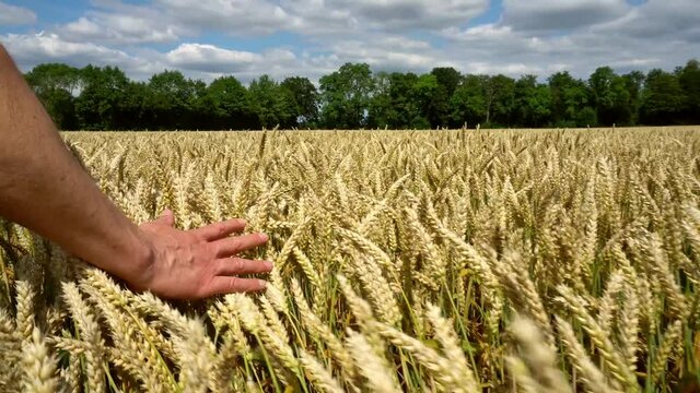 Landwirt ber&uuml;hrt reife Weizen&auml;hren im Sommer vor der Ernte mit der Hand