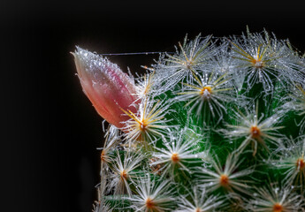 Beatiful pink cactus flower with dew drops on petals and spines.