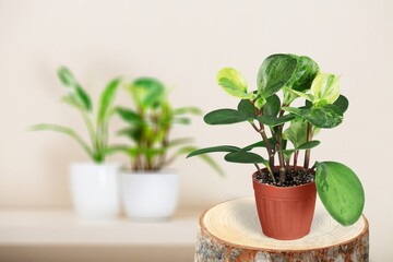 Exotic green houseplant in pot indoors on wooden coffee table