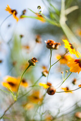 flowers against blue sky