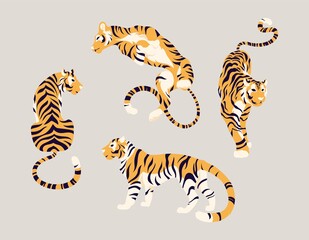 Fototapeta na wymiar Collection of wild oriental tigers in different poses. Large striped cats for traditional festival, zoo or calendar design. Set of animal symbols 2022 Chinese New Year of Tiger. Vector illustration