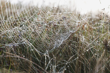 Closeup view of cobweb with dew drops on meadow