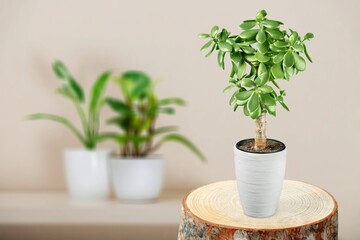 Exotic green houseplant in pot indoors on wooden coffee table