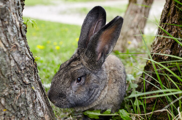 Big rabbit in forest. Lovely and lively bunny in nature