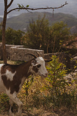 Fototapeta premium Kruja, Albania. City view. Goats walk on the territory of the cafe