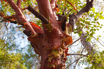 Trunk of arbutus tree with its peeling pink bark. Arbutus strawberry tree with no bark