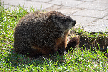 marmot in the grass