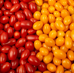 Long Plum Tomato Group Isolated, Fresh Small Cherry Tomatoes