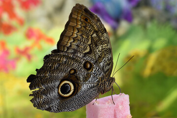 Fototapeta premium butterfly on a flower