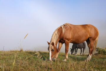 Naklejka na ściany i meble Horses grazing on pasture in misty morning. Lovely domesticated pets