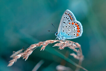 Macro shots, Beautiful nature scene. Closeup beautiful butterfly sitting on the flower in a summer garden.