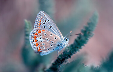 Obraz premium Macro shots, Beautiful nature scene. Closeup beautiful butterfly sitting on the flower in a summer garden.