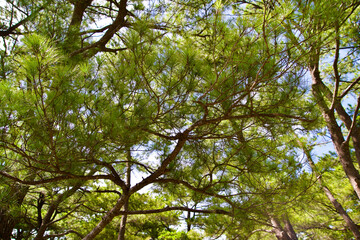Leaves of pine tree in Okinawa.